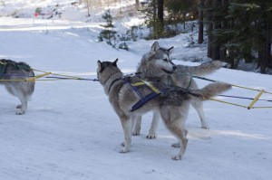 Team of Malamute Sled Dogs