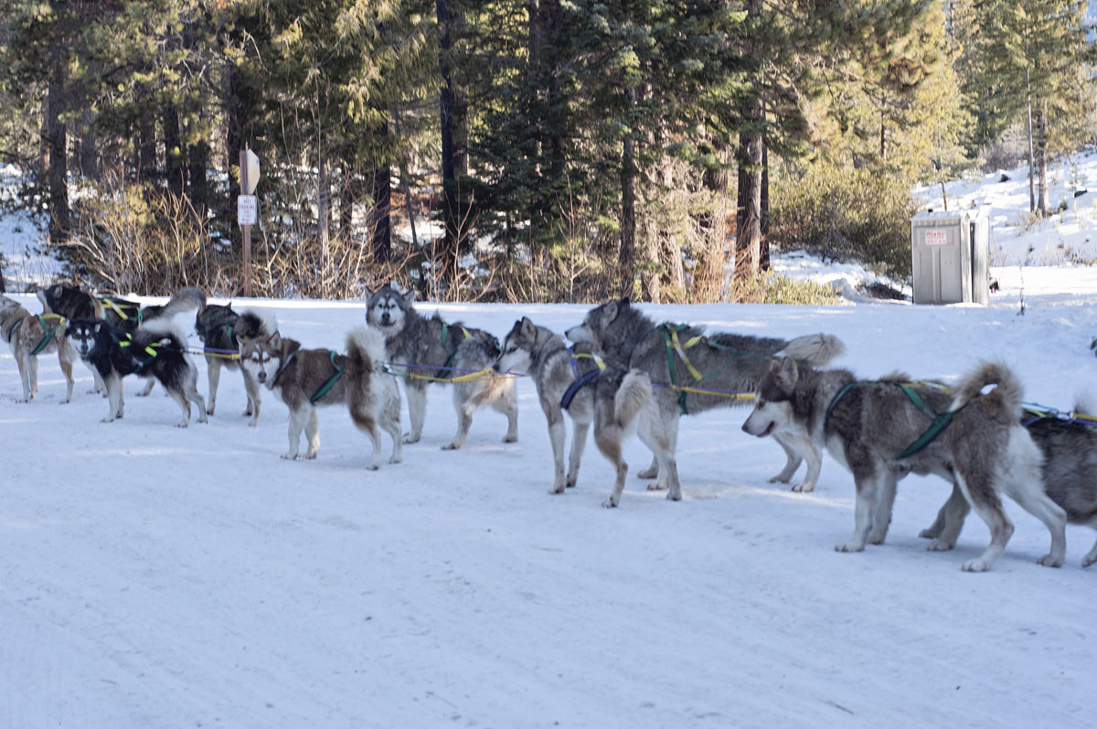 malamute sled dogs - leavenworth, wa